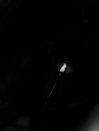 Celine Triomphe Phone Pouch