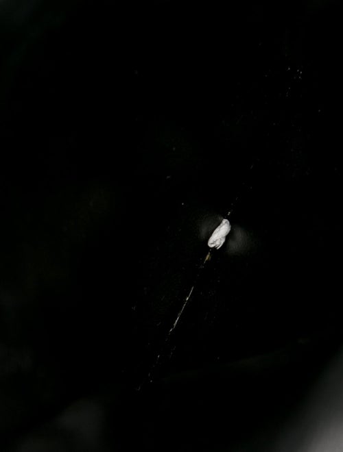 Celine Triomphe Phone Pouch