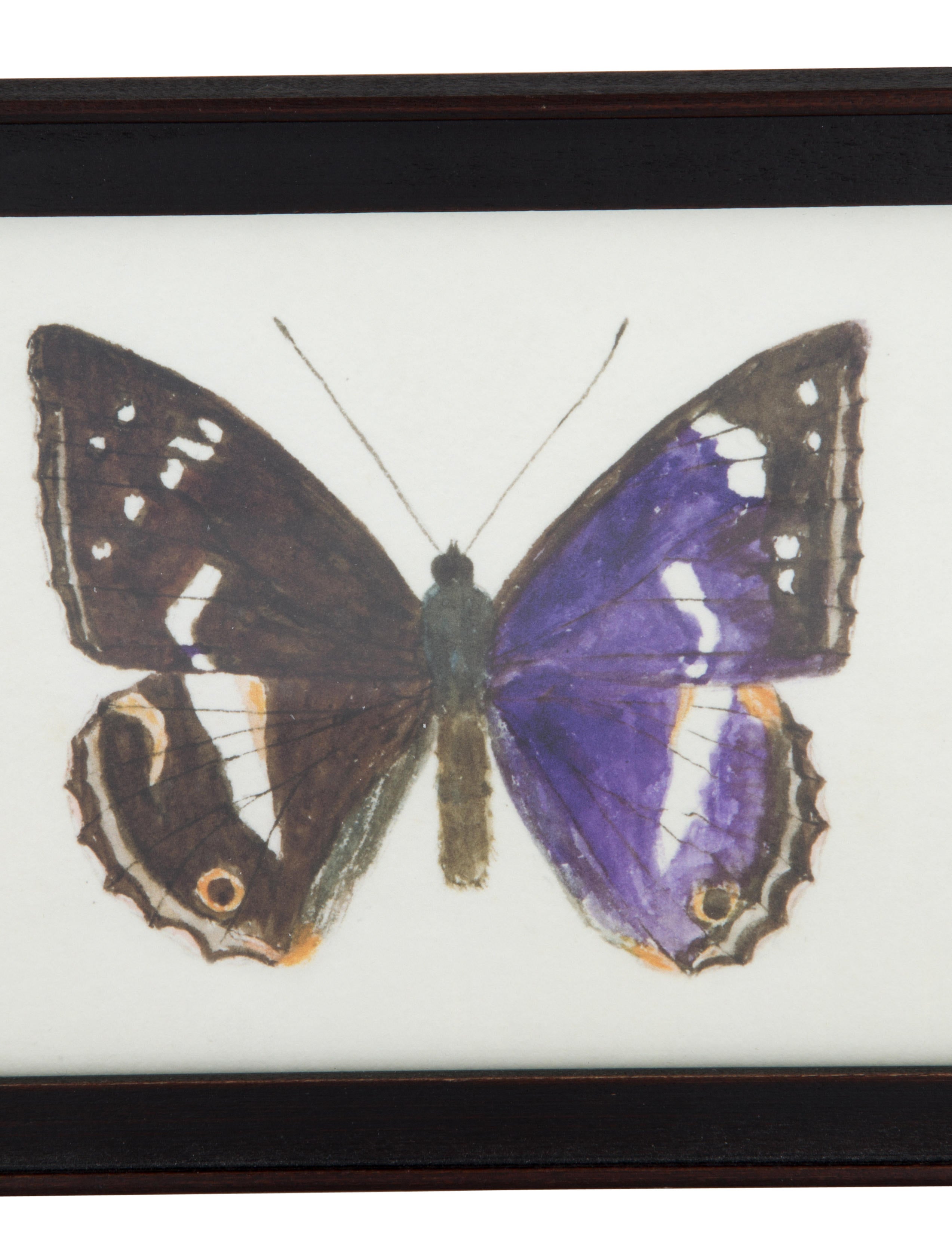 Natural Curiosities Hubbard Butterfly Decor And | natural curiosities hubbard butterfly decor and Natural Curiosities Hubbard Butterfly Decor And | natural curiosities hubbard butterfly decor and
