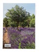 Taschen Living in Provence