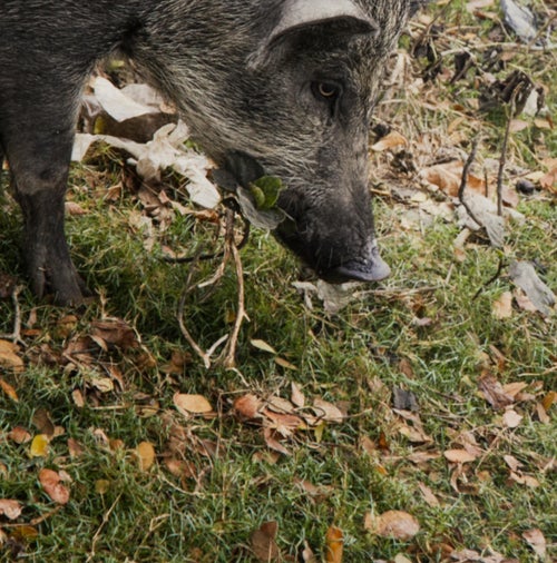 Jüergen Teller Wildschweinmutter, Kolkata, India 2014