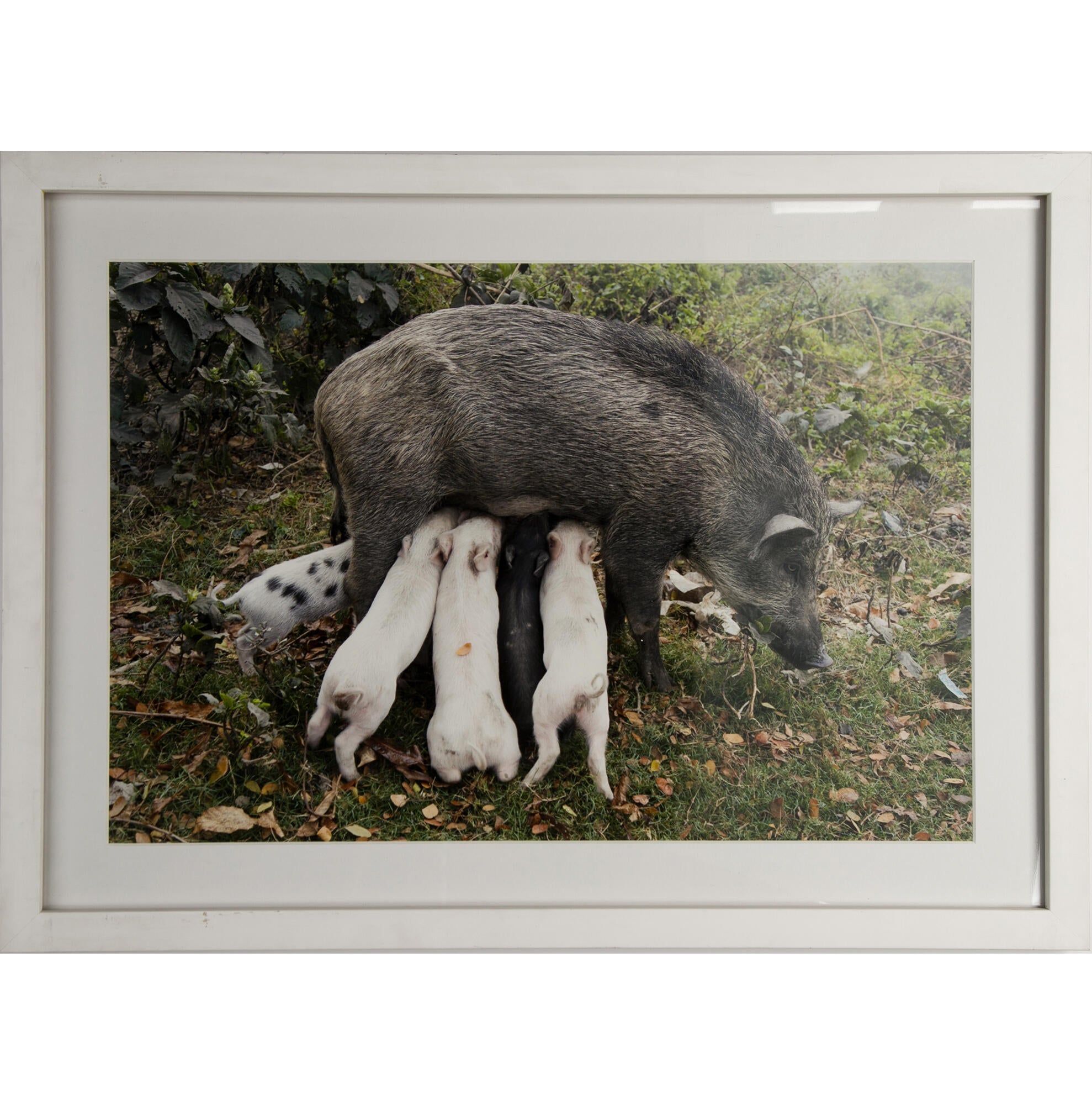 Jüergen Teller Wildschweinmutter, Kolkata, India 2014
