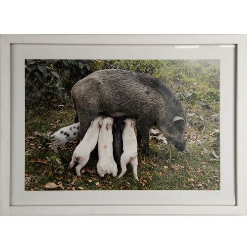 Jüergen Teller Wildschweinmutter, Kolkata, India 2014
