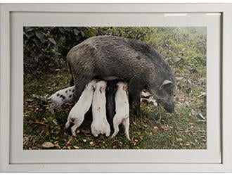 Wildschweinmutter, Kolkata, India 2014